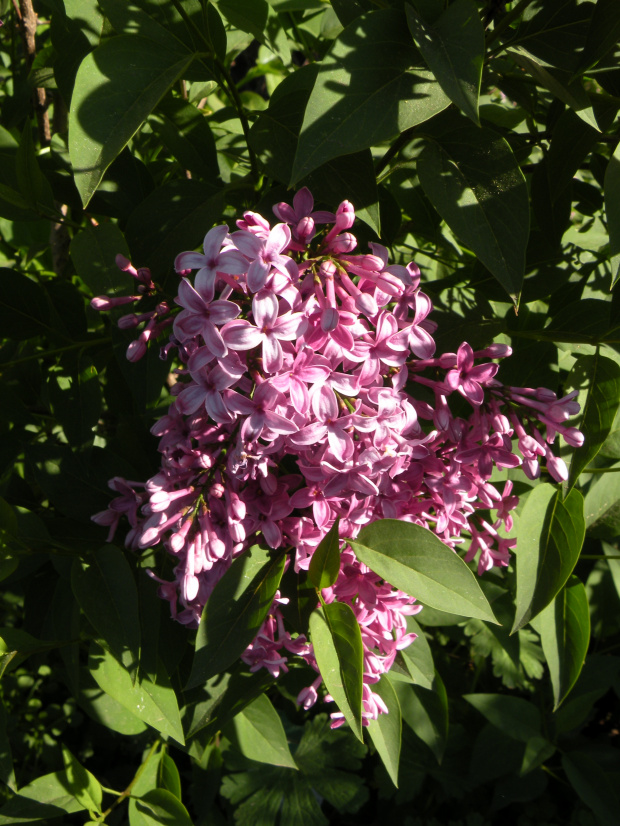 Syringa chinensis 'Saugeana'