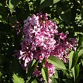 Syringa chinensis 'Saugeana'