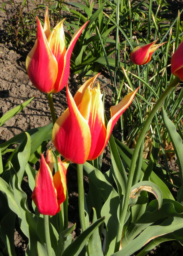 Tulipa 'Synaeda King'