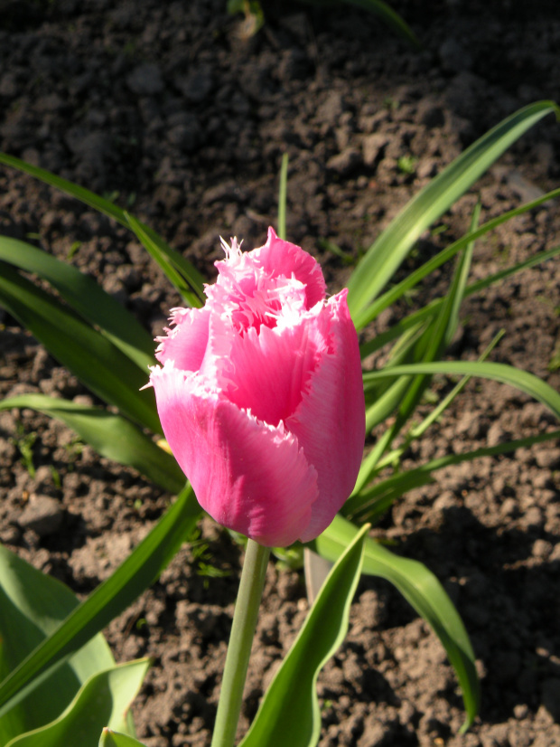 Tulipa 'Fringed Family'