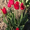 Tulipa 'Pretty Woman'