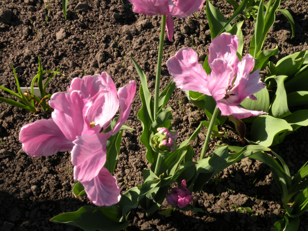 Tulipa 'Rai'