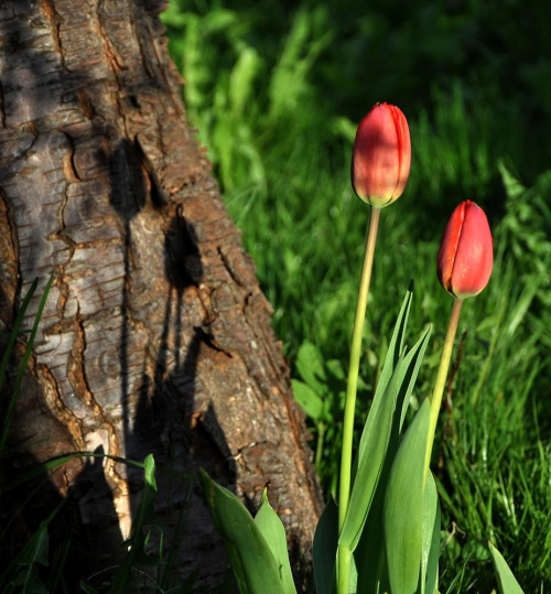 Tulipany wybrały sobie miejsce na randkę pod drzewem:) #tulipany