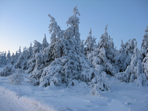 zasypane i zamarznięte #Zima #Jura #śnieg