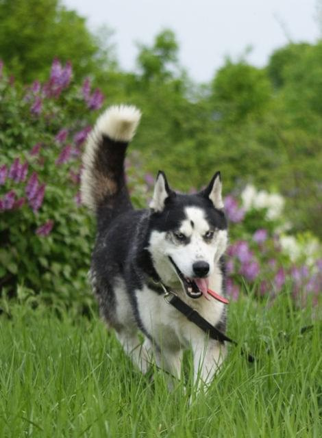 Yuki do adopcji #husky