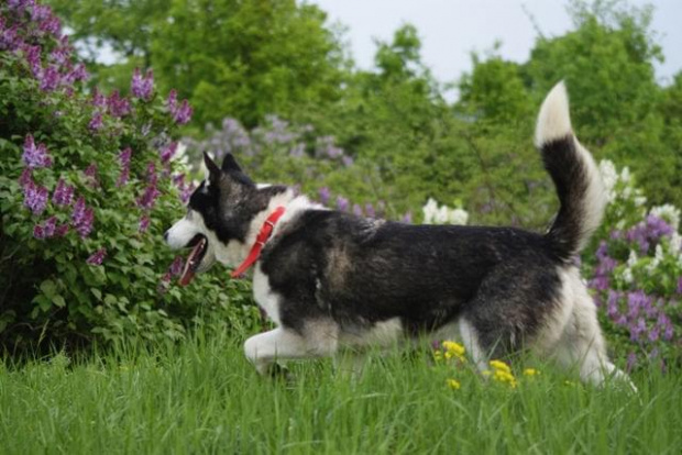 Yuki do adopcji #husky