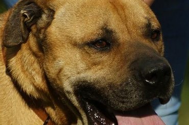 RODOS - Tosa Inu #TosaInu