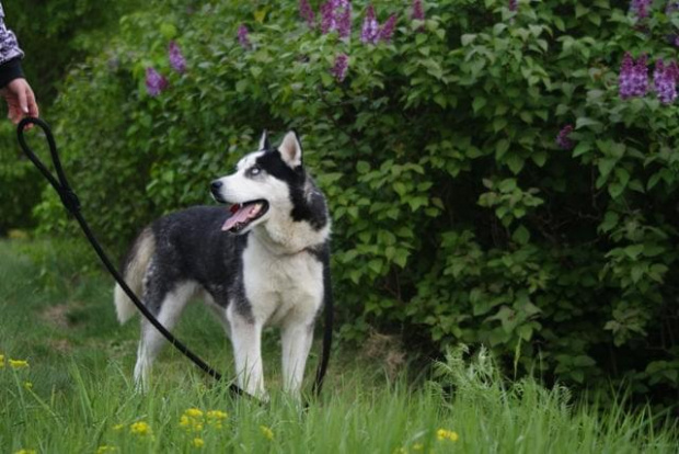 Yuki do adopcji #husky