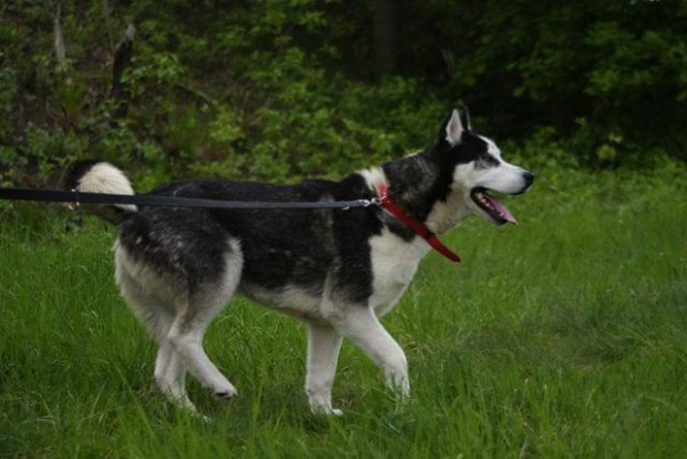 Yuki do adopcji #husky