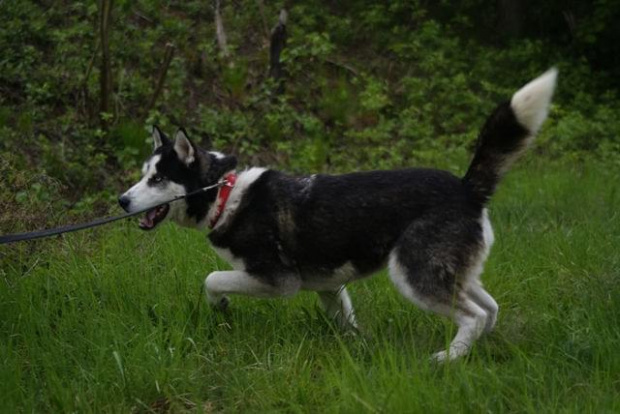 Yuki do adopcji #husky