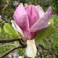 Wiosna -Magnolia.