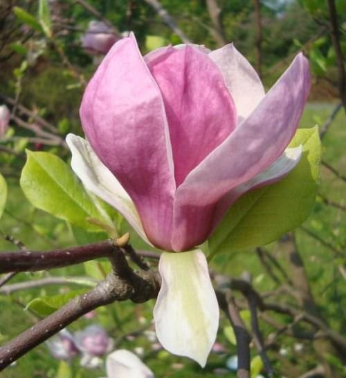Wiosna -Magnolia.