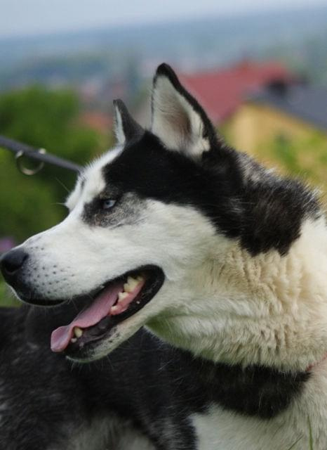 Yuki do adopcji #husky