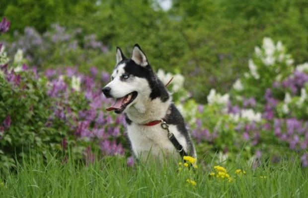 Yuki do adopcji #husky