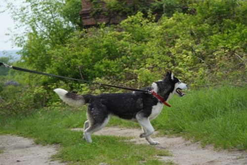 Yuki do adopcji #husky