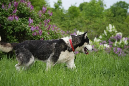 Yuki do adopcji #husky