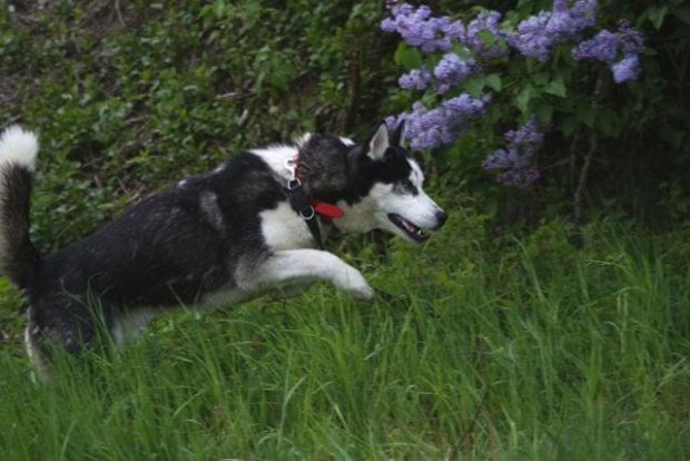 Yuki do adopcji #husky