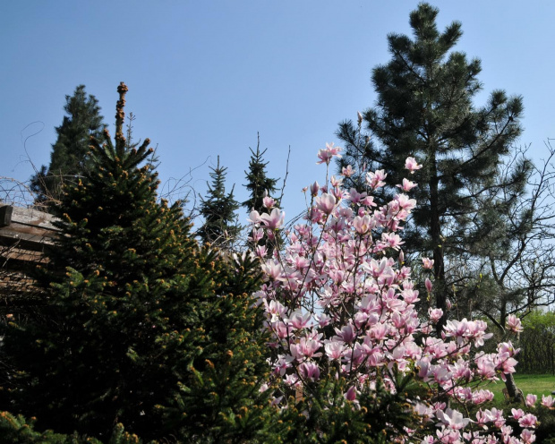 Mój ogród z magnolią.