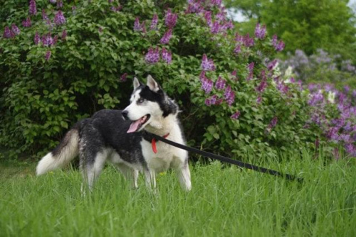 Yuki do adopcji #husky