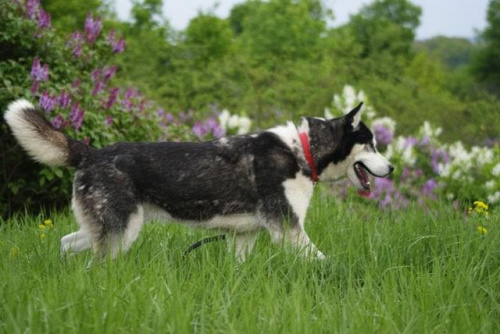 Yuki do adopcji #husky