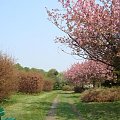 Wiosna-alejka spacerowa w ogrodzie botanicznym.