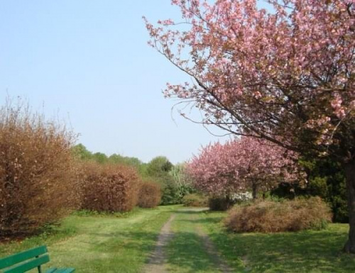 Wiosna-alejka spacerowa w ogrodzie botanicznym.