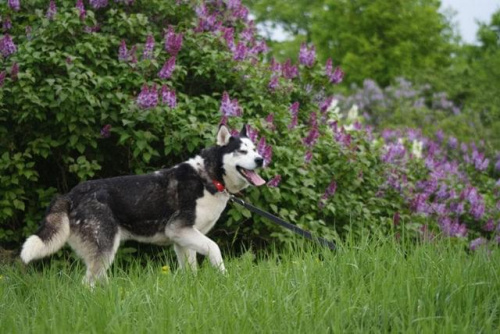 Yuki do adopcji #husky