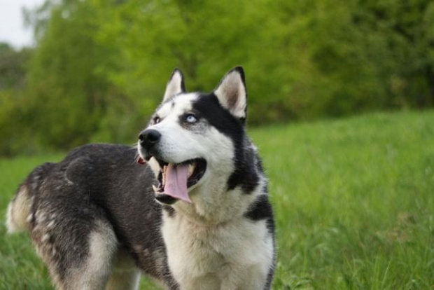 Yuki do adopcji #husky