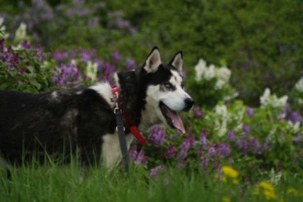 Yuki do adopcji #husky