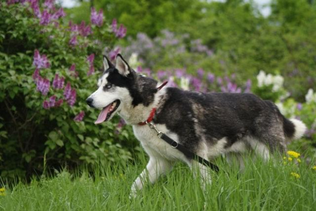 Yuki do adopcji #husky