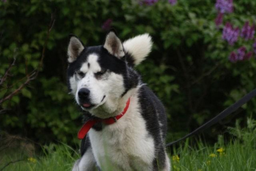 Yuki do adopcji #husky