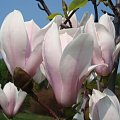 Wiosna- Magnolia.