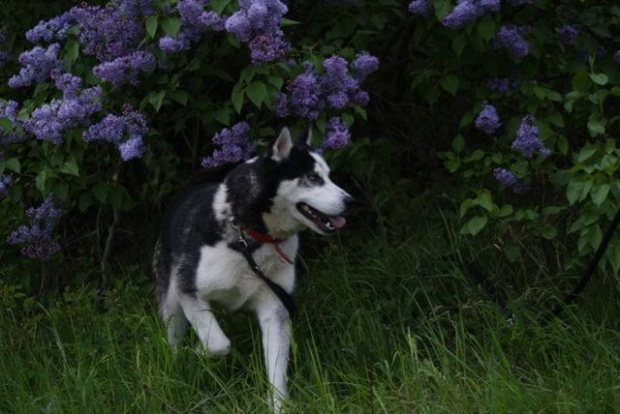 Yuki do adopcji #husky