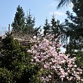 Mój ogród z magnolią.