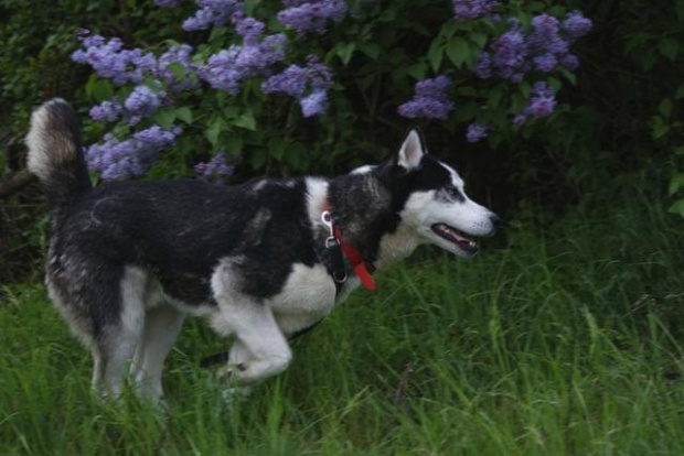 Yuki do adopcji #husky