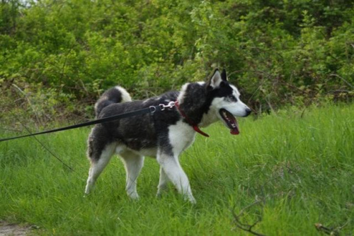 Yuki do adopcji #husky