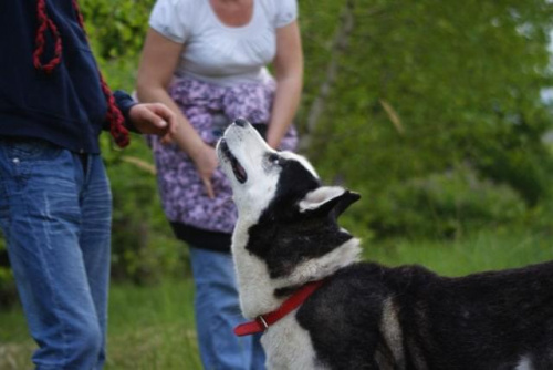 Yuki do adopcji #husky