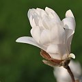 Moja Magnolia