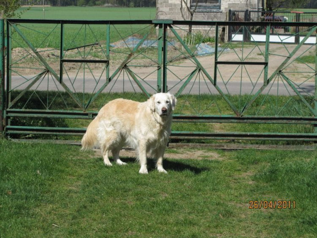 a Corsa czeka