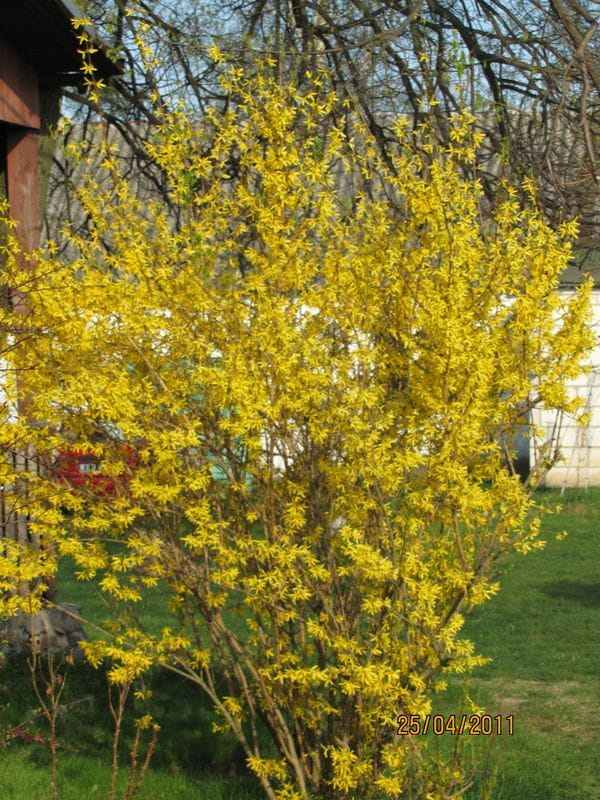 Goldenowy krzak