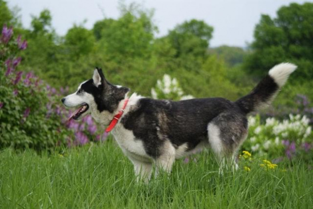 Yuki do adopcji #husky