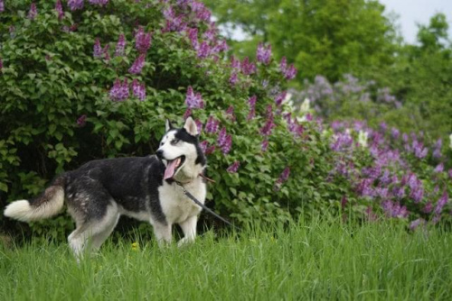 Yuki do adopcji #husky