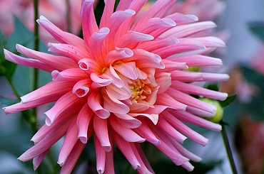 a to tak, żeby oko odpoczęło od zimy i ptaszków wszelakich ... :)) #kwiaty #dalie #ogród #makro