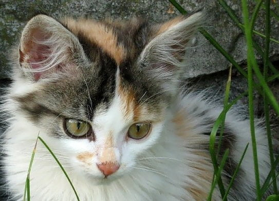 To jest Goldi, kocia "kulka44filip" , jest znaleziona na drodze, nie słyszy, ale jest cudowna :)