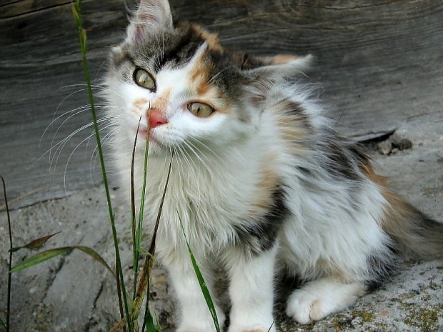Goldi, kotka znaleziona na drodze przez "kulka44filip", nie słyszy.Ale ma szczęśliwy dom :)