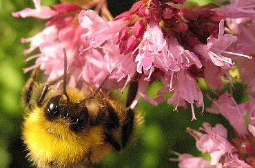 troszkę wspomnień ... #trzmiel #owady #makro #oregano #ogród
