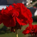 Pelargonia