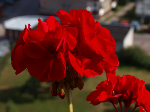 Pelargonia