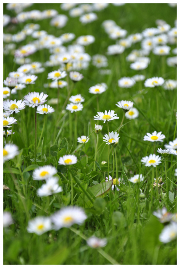 #kwiatki #kwiaty #łąka #pola #warszowice #wiosna