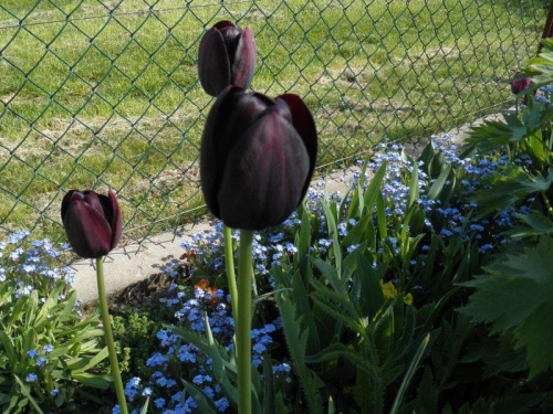 tulipan czarny